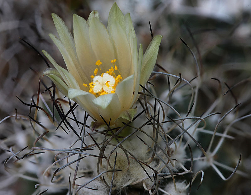 Turbinicarpus pseudomacrochele subsp. krainzianus